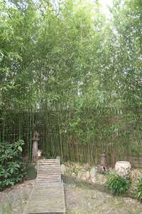 Bambus-Gummersbach: Phyllostachys bissetii - Ort: Gummersbach
