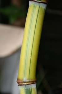 Bambus-Gummersbach: Halmansicht von Phyllostachys aureosulcata Spectabilis - Ort: Gummersbach