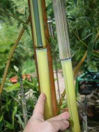 Bambus-Gummersbach: Detailansicht vom Halm und gr�nem Sulcus von Phyllostachys aureosulcata Spectabilis - Ort: Gummersbach