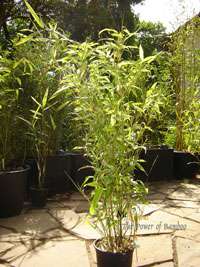 Bambus-Gummersbach: Phyllostachys Mannii H�he ca. 80 cm - Ort: Gummersbach