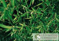 Bambus-Gummersbach: Ansicht der sattgr�nen Bl�tter von Phyllostachys Mannii - Ort: Gummersbach