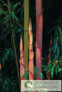 Bambus-Gummersbach: Halmansicht von Phyllostachys Mannii - Ort: Gummersbach