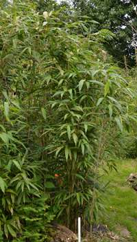 Produkt: Bambus-Gummersbach Pseudosasa japonica