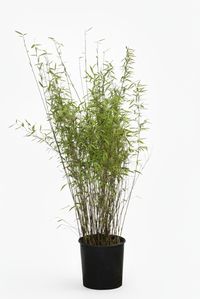 Produkt: Bambus-Gummersbach Bambus Fargesia Nitida - Black Pearl