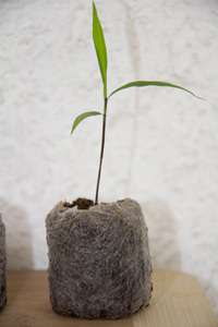Bambus-Gummersbach: Phyllostachys pubescens edulis - Moso - Riesenbambus - Ort: Gummersbach