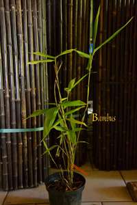 Produkt: Bambus-Gummersbach Phyllostachys pubescens edulis - Moso - Riesenbambus