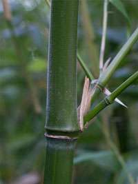 Produkt: Bambus-Gummersbach Phyllostachys viridiglaucescens