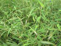 Bambus-Gummersbach: Phyllostachys bissetii - Ort: Gummersbach