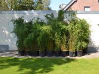 Bambus-Gummersbach: Fargesia jiuzhaigou Lieferhoehe 170 cm - Ort: Gummersbach