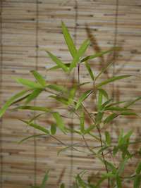 Produkt: Bambus-Gummersbach Phyllostachys decora
