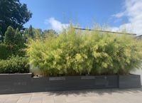 Produkt: Bambus-Gummersbach Bambus Fargesia robusta campbell