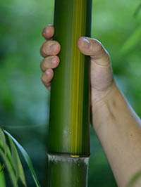 Bambus-Gummersbach: Aufnahme von Phyllostachys vivax huangwenzhu - Ort: Gummersbach