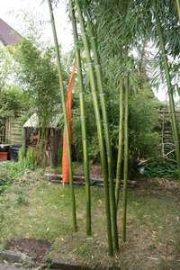Bambus-Gummersbach: Halmaustrieb von Phyllostachys vivax  - Ort: Gummersbach