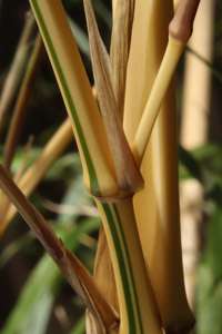 Bambus-Gummersbach: Detailansicht vom Halm Phyllostachys vivax aureocaulis - Ort: Gummersbach
