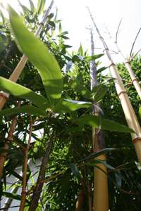 Bambus-Gummersbach: Halmaustrieb - Aufnahme von Phyllostachys vivax aureocaulis im 3 Jahr - Ort: Gummersbach