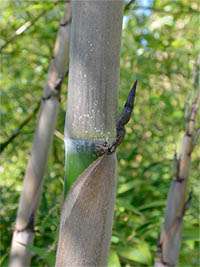 Produkt: Bambus-Gummersbach Phyllostachys Nigra Henonis