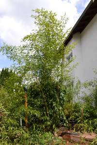 Bambus-Gummersbach: Phyllostachys aureosulcata Spectabilis - Ort: Gummersbach