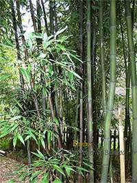 Bambus-Gummersbach: Bambushain mit Phyllostachys nigra Boryana - Ort: Gummersbach