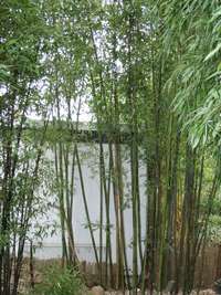 Bambus-Gummersbach: Bambushain Phyllostachys nigra Boryana - Ort: Gummersbach