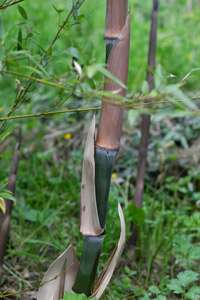Bambus-Gummersbach: Der Halmaustrieb von Phyllostachys parvifolia beginnt von Mitte Mai bis Ende Juni - Ort: Gummersbach