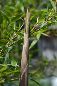 Bambus-Gummersbach: Frische Halmspitze von Phyllostachys parvifolia im Mai - Ort: Gummersbach