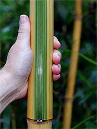 Produkt: Bambus-Gummersbach Phyllostachys vivax Huangwenzhu Inversa