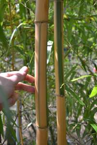 Bambus-Gummersbach: Halmdicke von Phyllostachys vivax Huangwenzhu Inversa  nach 3 Jahren - Ort: Gummersbach