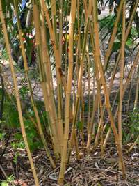 Bambus-Gummersbach: Phyllostachys vivax Huangwenzhu Inversa Hain nach 3 Jahren - Ort: Gummersbach