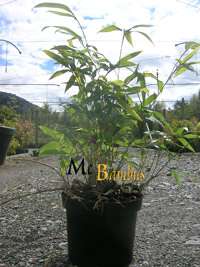 Bambus-Gummersbach: Phyllostachys Tip Top varioauriculata: Lieferh�he: ca. 60 cm - Ort: Gummersbach
