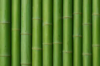 Frische Bambusstangen aus heimischem Anbau - nachhaltig & naturbelassen - Halmfarbe gr�n