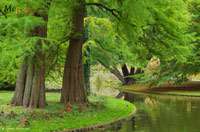 Produkt: Bambus-Gummersbach Urwelt-Mammutbaum - Metasequoia glyptostroboides