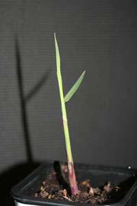 Bambus-Gummersbach: Miscanthus Giganteus Riesen Chinaschilf - Ort: Gummersbach