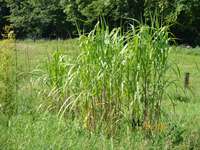 Bambus-Gummersbach: Miscanthus Riesen Chinaschilf - 2-j�hrig - Ort: Gummersbach