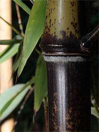 Produkt: Bambus-Gummersbach Phyllostachys Nigra