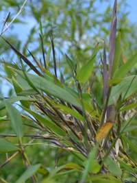 Bambus-Gummersbach: Phyllostachys arcana Luteosulcata Bl�te 2014 in der N�he von K�ln - Ort: Gummersbach