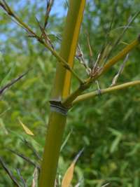 Bambus-Gummersbach: Halmanischt vom Bambus Phyllostachys arcana Luteosulcata - Ort: Gummersbach