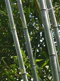 BambusGummersbach Neue Produkte Phyllostachys aureosulcata alata