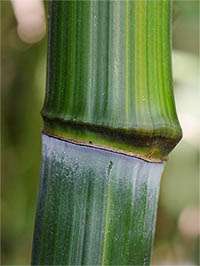 Bambus-Gummersbach: Detailansicht vom Bambushalm Phyllostachys aureosulcata harbin - Ort: Gummersbach