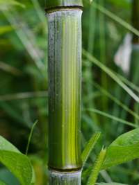 Bambus-Gummersbach: Detailansicht vom Bambushalm Phyllostachys aureosulcata harbin - Ort: Gummersbach