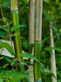 Bambus-Gummersbach: Phyllostachys aureosulcata harbin - Ort: Gummersbach