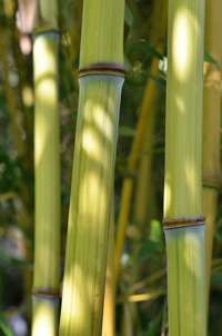 Produkt: Bambus-Gummersbach Phyllostachys aureosulcata Harbin Inversa