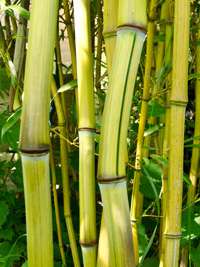 Bambus-Gummersbach: Phyllostachys aureosulcata Harbin Inversa - Ort: Gummersbach