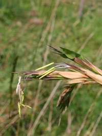 Produkt: Bambus-Gummersbach Phyllostachys kwangsiensis