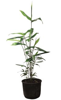 Bambus-Gummersbach: Phyllostachys pubescens Moso - 10 Liter Topf 100 cm - Ort: Gummersbach