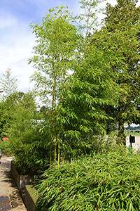 Bambus-Gummersbach: Halmaustrieb von Phyllostachys vivax aureocaulis - Ort: Gummersbach