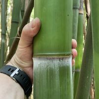 Bambus-Gummersbach: Frische Bambusstangen aus heimischem Anbau - nachhaltig & naturbelassen - Halmfarbe gr�n - Ort: Gummersbach