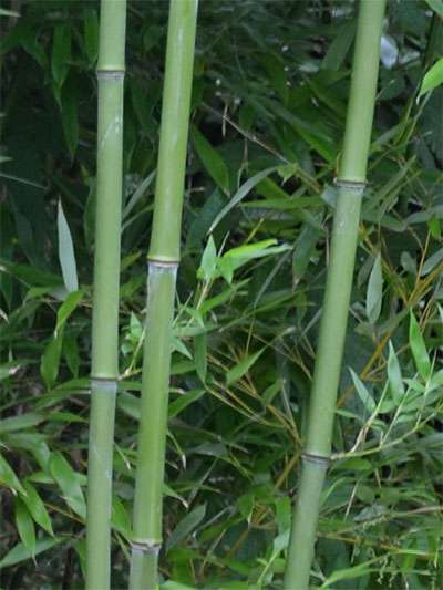 Bambus-Gummersbach: Halmansicht von Phyllostachys bissetii - Ort: Gummersbach