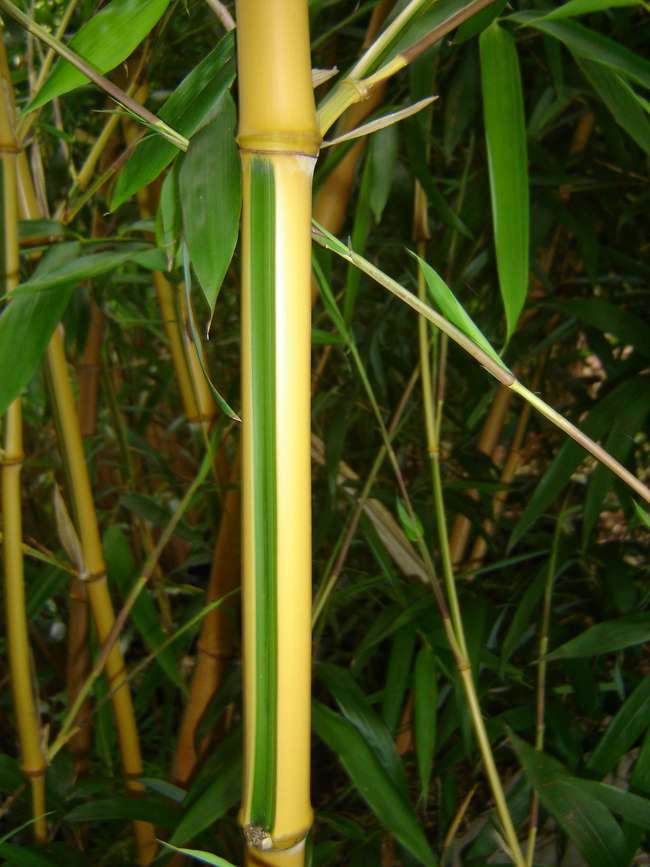Bambus-Gummersbach: Phyllostachys bambusoides Castilloni - Detailansicht vom gelbem Halm mit gr�nem Sulcus - Ort: Gummersbach