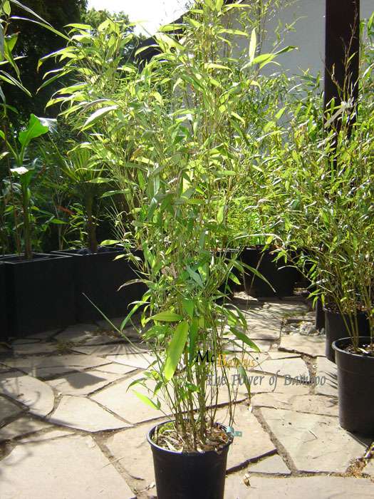 Bambus-Gummersbach: Phyllostachys Mannii H�he ca. 80 cm - Ort: Gummersbach