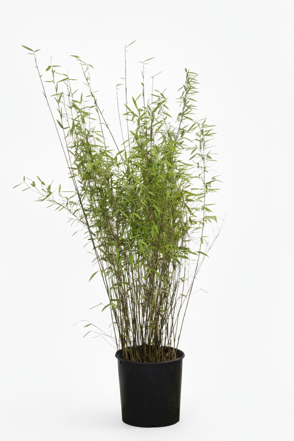 Bambus-Gummersbach: Bambus Fargesia Nitida - 15 Liter - 120 cm - Ort: Gummersbach